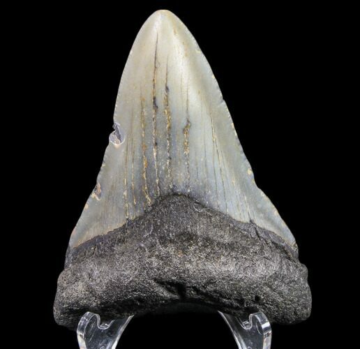 Bargain, Megalodon Tooth - North Carolina #80815